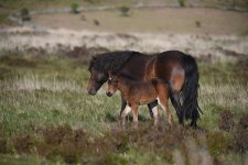 Dartmoor Pony (2).jpg