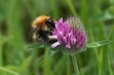 20220619 (10)_Common_Carder_Bee.JPG