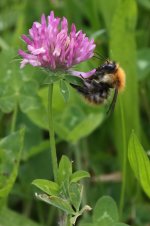 20220619 (14)_Common_Carder_Bee.JPG