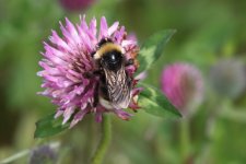 20220619 (15)_Gypsy_Cuckoo_Bee.JPG