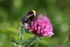 20220619 (17)_Gypsy_Cuckoo_Bee.JPG