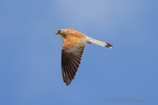 Lesser-Kestrel-(56)-fbook.jpg