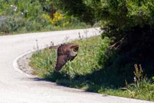 Honey-Buzzard-(67)-Punta-Camorro-'Big-Day',-15,000-honeys-arrived-fbook.jpg