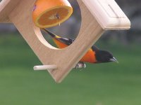 P5160847adultmaleoriole1.jpg