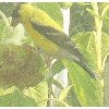 goldfinch with seedhead.jpg