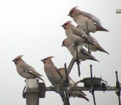 waxwing-croxley-am3[1].jpg