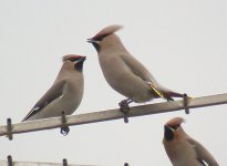 waxwing-croxley-am4[1].jpg