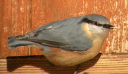 nuthatch zermatt 2 dec 04.jpg