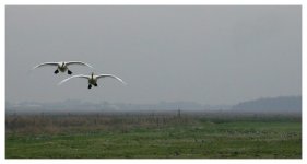 Landing-Swans.jpg