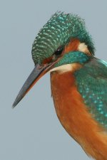 kingfisher_7338.jpg