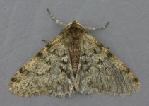 Pale Brindled Beauty 2846t.jpg