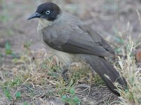 Blackcap-Babbler.jpg