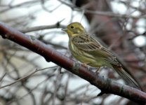 finch6208csml.jpg