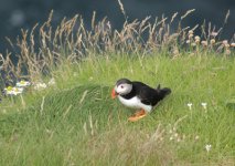 Puffin-web.jpg