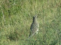 Camas National Wildlife Refuge 068.JPG