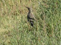 Camas National Wildlife Refuge 069.JPG