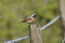 full size Redstart.jpg