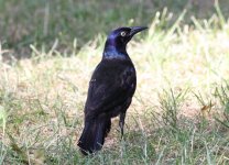 1.CommonGrackle.JPG