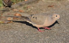 3.MourningDove.JPG