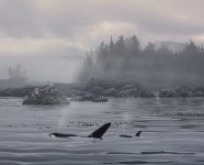 orcas1sm.jpg