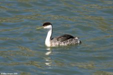 westernGrebe_X0190_27l.jpg