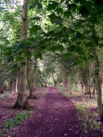 lopham fen 016.jpg