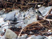 white wagtails cooley aug 08.jpg