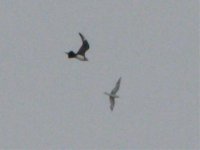 arctic skua chasing tern.jpg