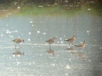 four ruff colyford scrape.jpg