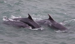 Bottle-nosed Dolphins.JPG