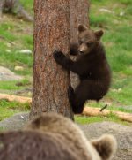 cub learning to climb.JPG