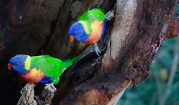 DSC04212 Rainbow Lorikeet @ Cremorne bf.jpg