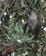 DSC04167 Little Wattlebird @ Avalon Beach bf.jpg