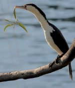 DSC04474 Pied Cormorant @ Cremorne bf.jpg