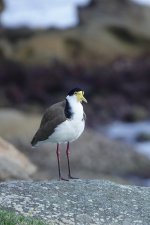 DSC04370 Masked Lapwing @ Cremorne bf.jpg