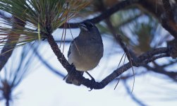 Gran Canaria Blue Chaffinch 003.jpg