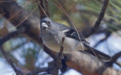 Gran Canaria Blue Chaffinch 008 - Copy.jpg