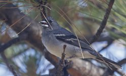 Gran Canaria Blue Chaffinch 006 - Copy.jpg