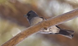 Gran Canaria Blue Chaffinch 010 - Copy.jpg