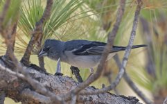 Gran Canaria Blue Chaffinch 009 - Copy.jpg