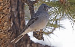 Tenerife Blue Chaffinch Comparison Shot.jpg