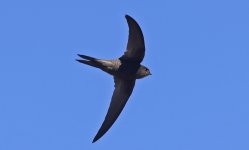 Plain Swift A 002.jpg