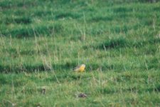 Mystery Yellow Wagtail.JPG