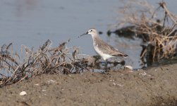 Dunlin Calidris alpina vs Curlew sandpiper Calidris ferruginea.JPG