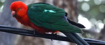 DSC04230 Australian King-parrot @ Cremorne bf.jpg