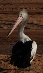 DSC04510 Australian Pelican @ Long Reef bf.jpg