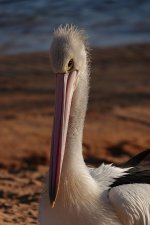 DSC04504 Australian Pelican @ Long Reef bf.jpg