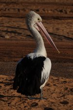 DSC04511 Australian Pelican @ Long Reef bf.jpg