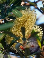 DSC04520 Rainbow Lorikeet @ Long Reef bf.jpg