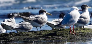 DSC05124 Silver Gull & Greater Crested Terns @ Long Reef bf.jpg